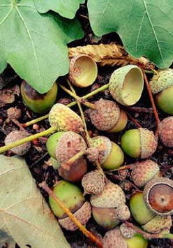 Żołędzie z poznańskich dębów