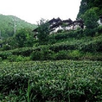 zdjęcie japońskiego domu otoczone zielenią; w tle widoczne góry