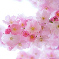 Na zdjęciu kwitnące kwiaty wiśni.