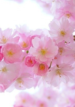 Na zdjęciu kwitnące kwiaty wiśni.