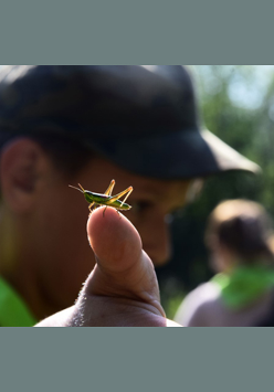 Na pierwszym planie: zielony owad siedzi na palcu. W tle głowa chłopca i jeszcze jedna sylwetka.