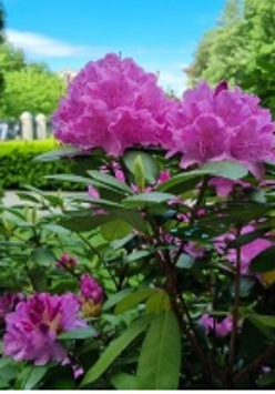 Na pierwszym planie krzew intensywnie różowych kwiatów, w tle nieostry krajobraz: Ogród Zamkowy i niebieskie niebo.