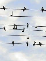 Zdjęcei ptaszków na drutach telefonicznych, między nimi nutki i klucz wiolinowy po lewej stronie.