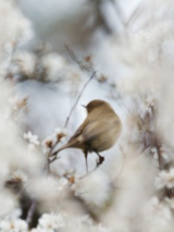 Niewielki ptak na kwitnącego drzewa