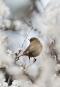 Niewielki ptak na kwitnącego drzewa