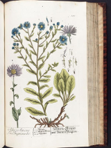 zdjęcie jednej z roślin