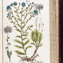 zdjęcie jednej z roślin