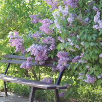 zdjecie ławki pod kwitnącym bzem