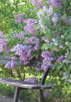 zdjecie ławki pod kwitnącym bzem