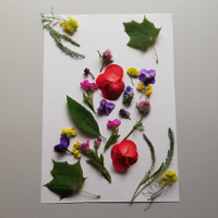 Kolorowe kwiaty i liście ułożone na białej kartce.