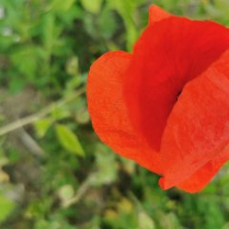 Zdjęcie przedstawia czerwonego kwiatka na tle zieleni.