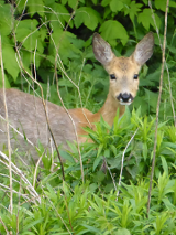 Sarna w zielonych zaroślach leśnych