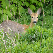 Sarna w zielonych zaroślach leśnych