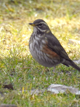 Zdjęcie przedstawia małego ptaka stojącego na trawniku. Ptak jest zwrócony w lewo, ma oliwkowo-brązowe upierzenie. Tło stanowi lekko pożółkła trawa.