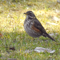Zdjęcie przedstawia małego ptaka stojącego na trawniku. Ptak jest zwrócony w lewo, ma oliwkowo-brązowe upierzenie. Tło stanowi lekko pożółkła trawa.