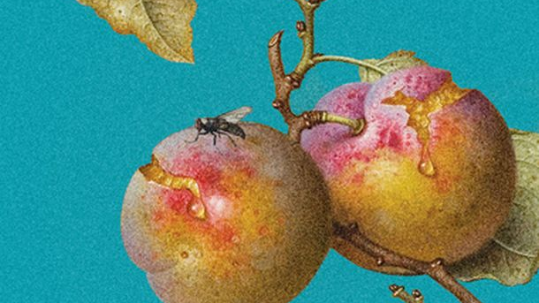 Okładka książki z malarskim motywem psujących się jabłek na jabłoni na błękitnym tle.
