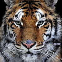 Zwierzęta jej życia