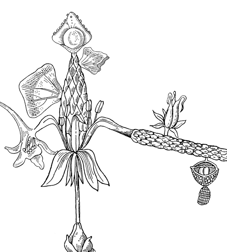 Black drawing of a plant on white background