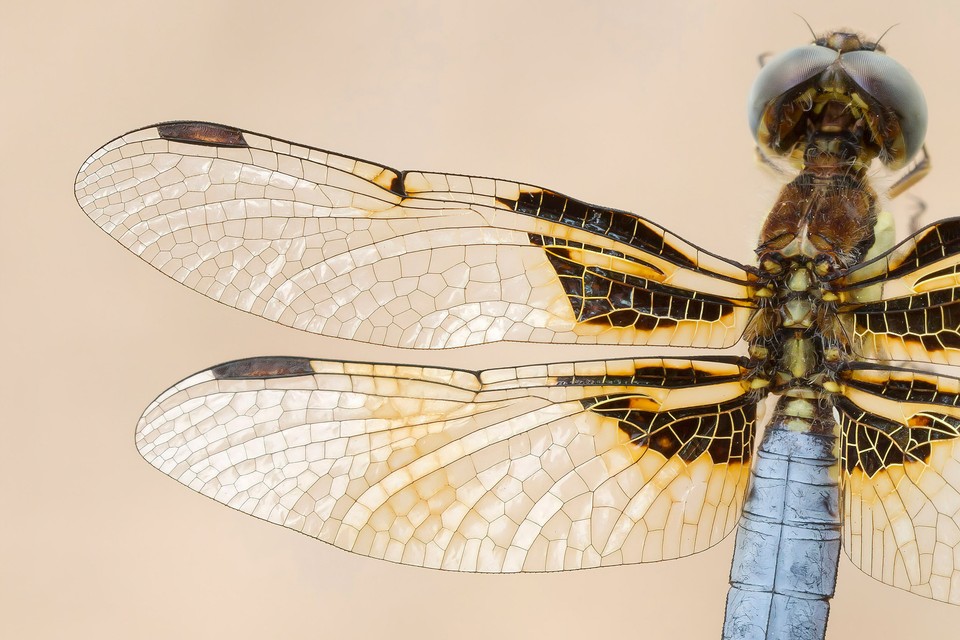 A photo of a dragonfly seen in a close-up, on a bright background