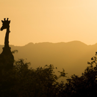 Photo of a giraffe; bushes and hills as a background.