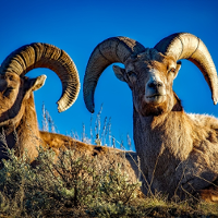 Photo of two mouflons. Blue sky as a background.