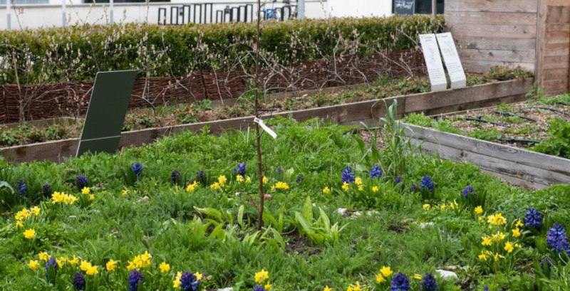 Photograph of the Experimental Herritage Garden
