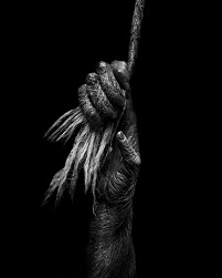 Black and white photo of a hand clamped on a rope