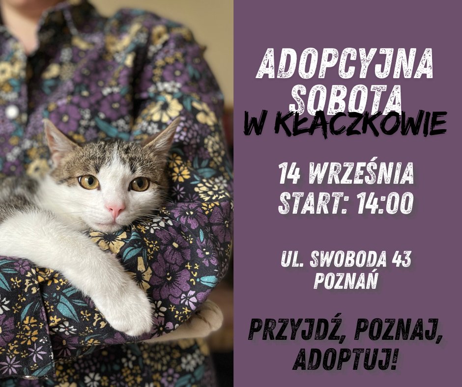Zdjęcie przedstawia szaro-białego kota w ramionach kobiety. Ma żółte oczy i różowy nos. Z boku znajduje się nazwa wydarzenia.