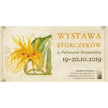 Baner: żółty kwiat storczyka.