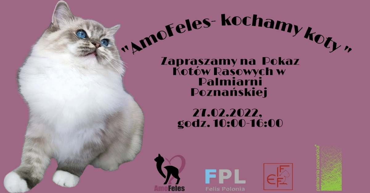 Baner ze zdjęciem kota i nazwą wydarzenia.