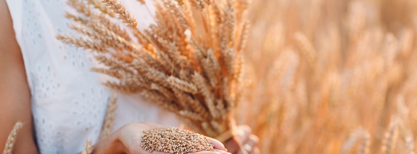 Kobieta w białym stroju trzyma kłosy pszenicy i ziarna pszenicy w dłoni. W tle pole o złotym zabarwieniu.
