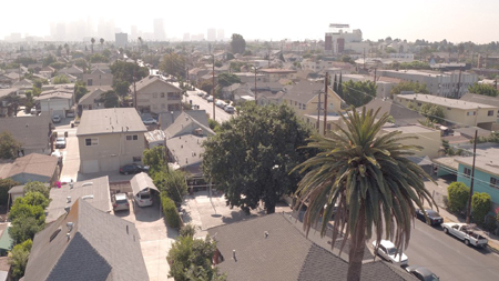 Dąb w Los Angeles