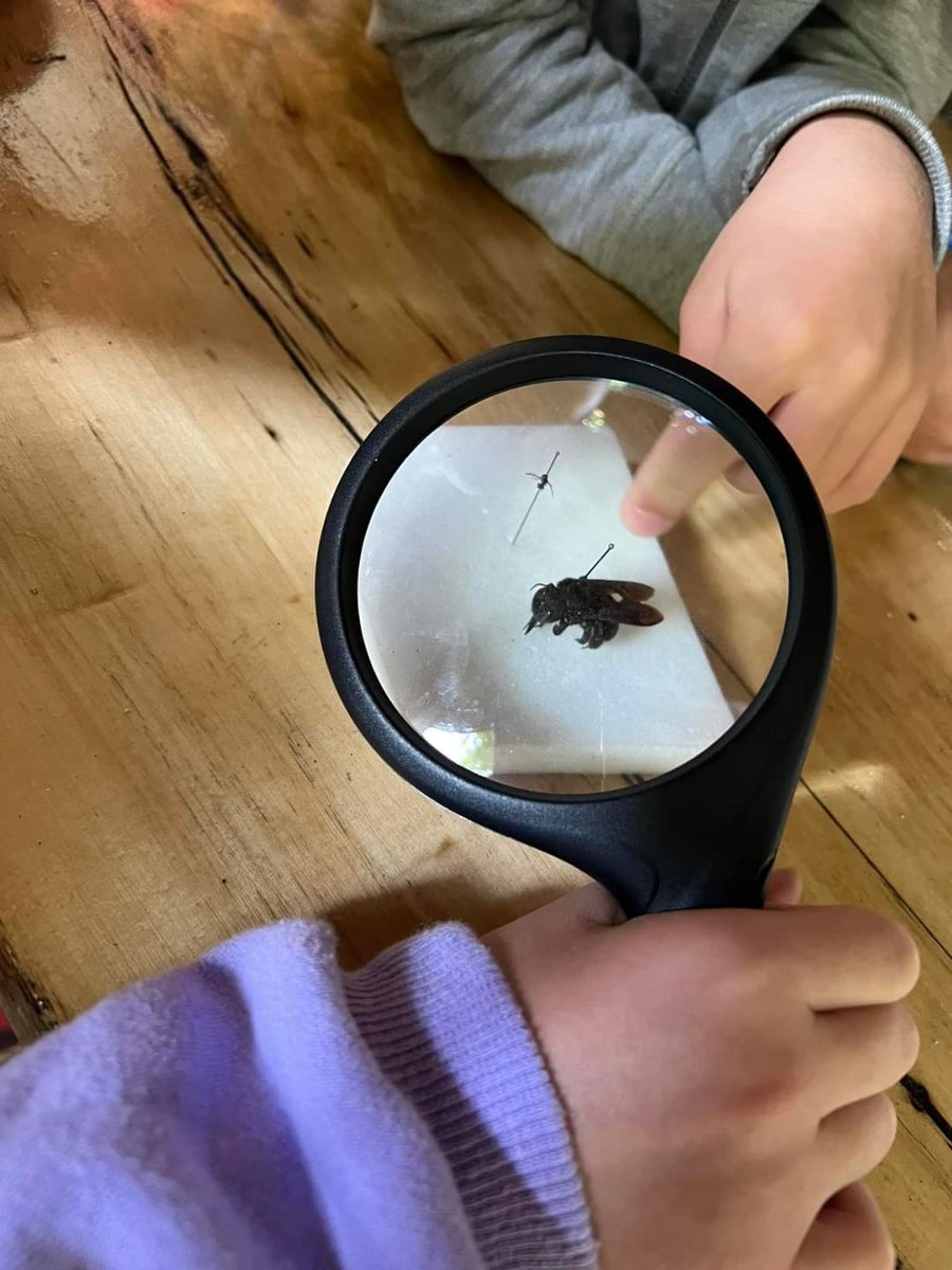 Dziecko ogłąda pszczołę przez lupę