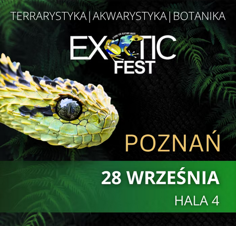 Plakat promujący wydarzenie Exotic Fest w Poznaniu, z datą 28 września. Na plakacie znajduje się zbliżenie głowy jadowitego węża o zielono-żółtych łuskach na tle ciemnej roślinności.
