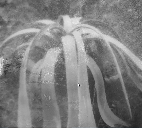 Okazała agawa sfotografowaną na poznańskim Piątkowie.