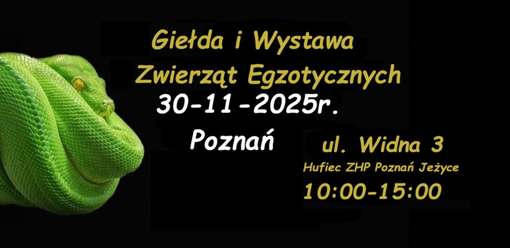 Zielony zwinięty wąż, informacje o Giełdzie i Wystawie Zwierząt Egzotycznych.