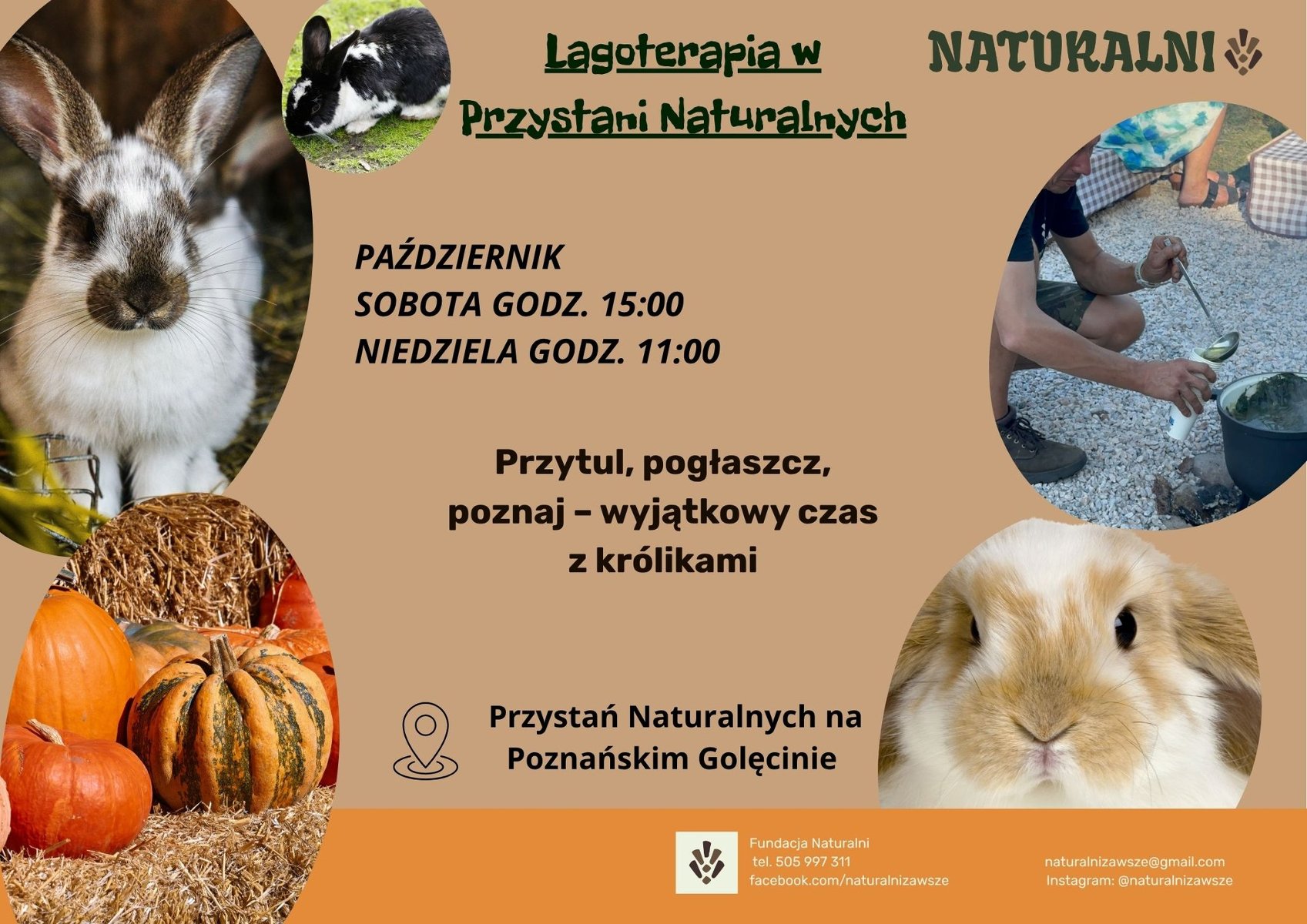 Na pomarańczowym tle okręgi, w które wpisano fotografie. W dwóch z nich zdjęcia królików. W jednym zdjęcie dyń, W ostatnim zdjęce mężczyzny nalewającego zupę z garnka.