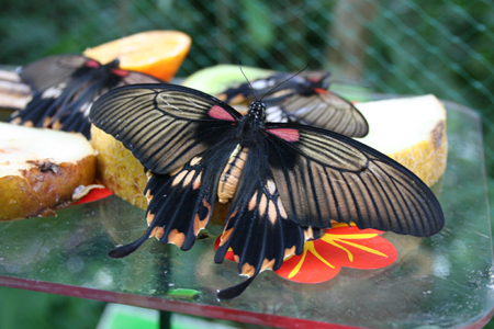 motyl