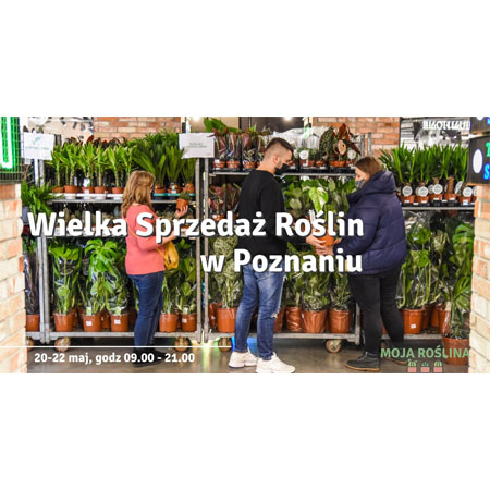Kwiaty doniczkowe na regałach do sprzedaży. Przy kwiatach 3 osoby: mężczyzna i 2 kobiety. Jedna kobieta trzyma mała doniczkę. Druga kobieta najprawdopodobniej podaje doniczkę z kwiatem mężczyźnie..