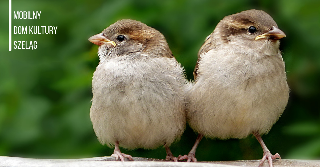 Dwa małe ptaszki, jeden patrzy w lewo, drugi w prawo.