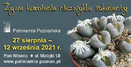 Kwitnące żywe kamienie.