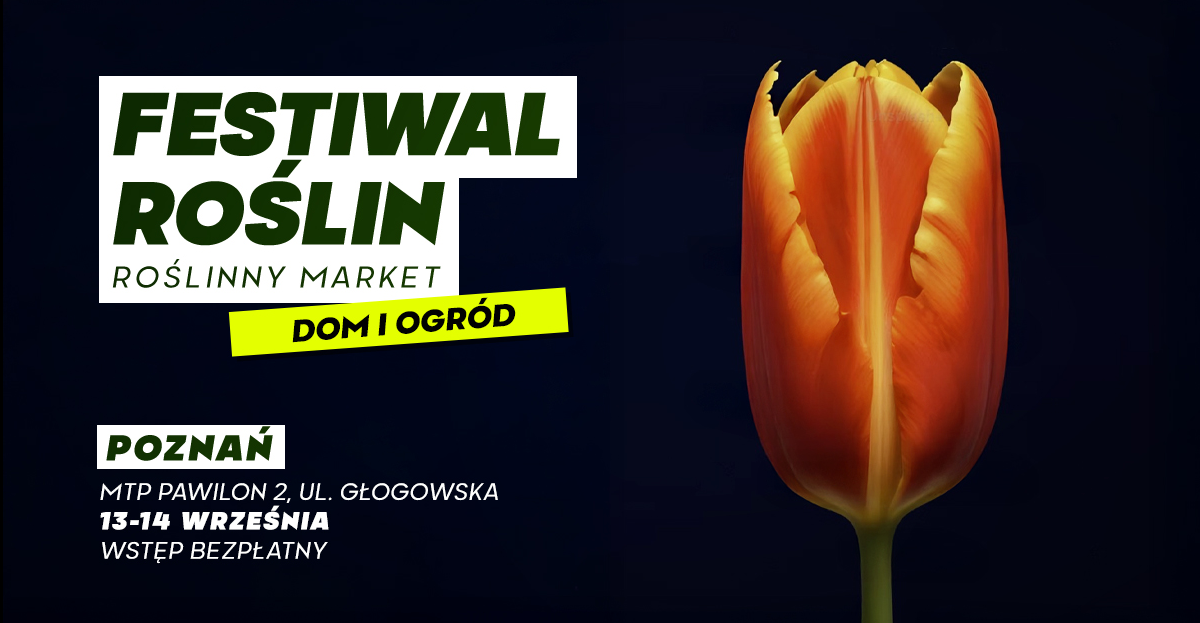 Zdjęcie kwiatu tulipana na ciemnym tle. Szczegółowe informacje na temat wydarzenia w treści artykułu.