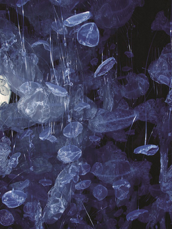 Praca Bogusławy Koszałki