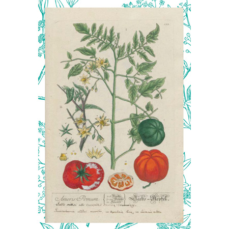 Praca Elizabeth Blackwell 1754-1773