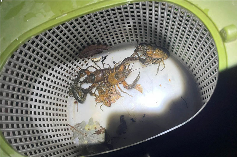 Rak pręgowaty w koszyku. Obok inne raki i suchy liść.