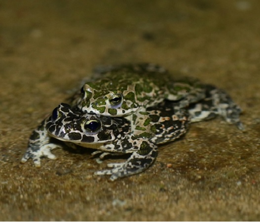 2 ropuchy, jedna na drugiej.