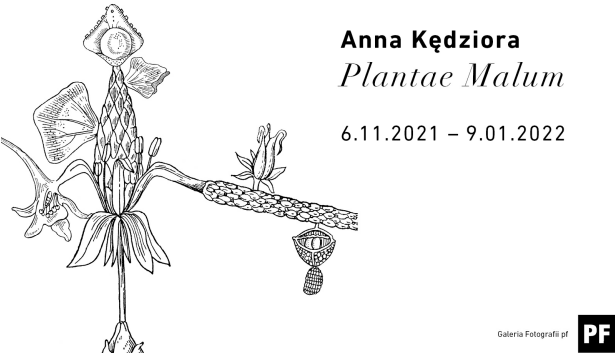 Czarna, konturowa i szczegółowa, botaniczna ilustracja rośliny na białym tle.