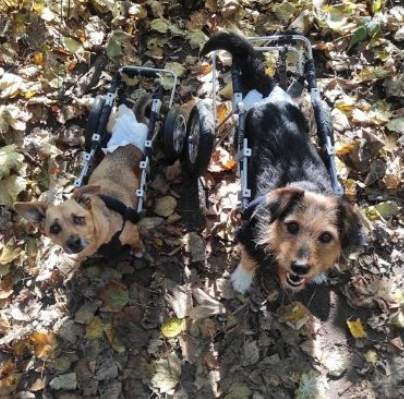 Dwa psy na spacerze.