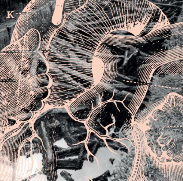 Abstrakcyjna grafika, która przypomina plątaninę gałęzi lub korzeni drzew.
