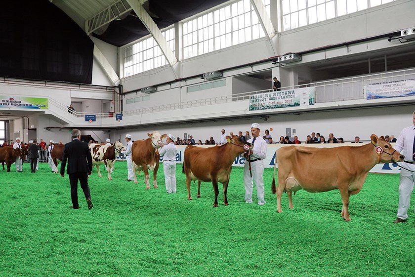 Zdjęcie przedstawia krowy na wystawie w hali MTP.